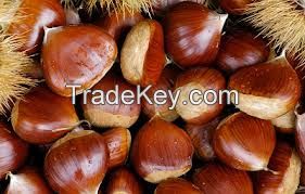 High Quality Fresh Chestnuts