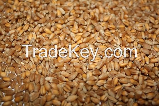 Wheat grade 2 FOB port Nikolaev Ukraine