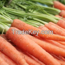 Fresh Carrot