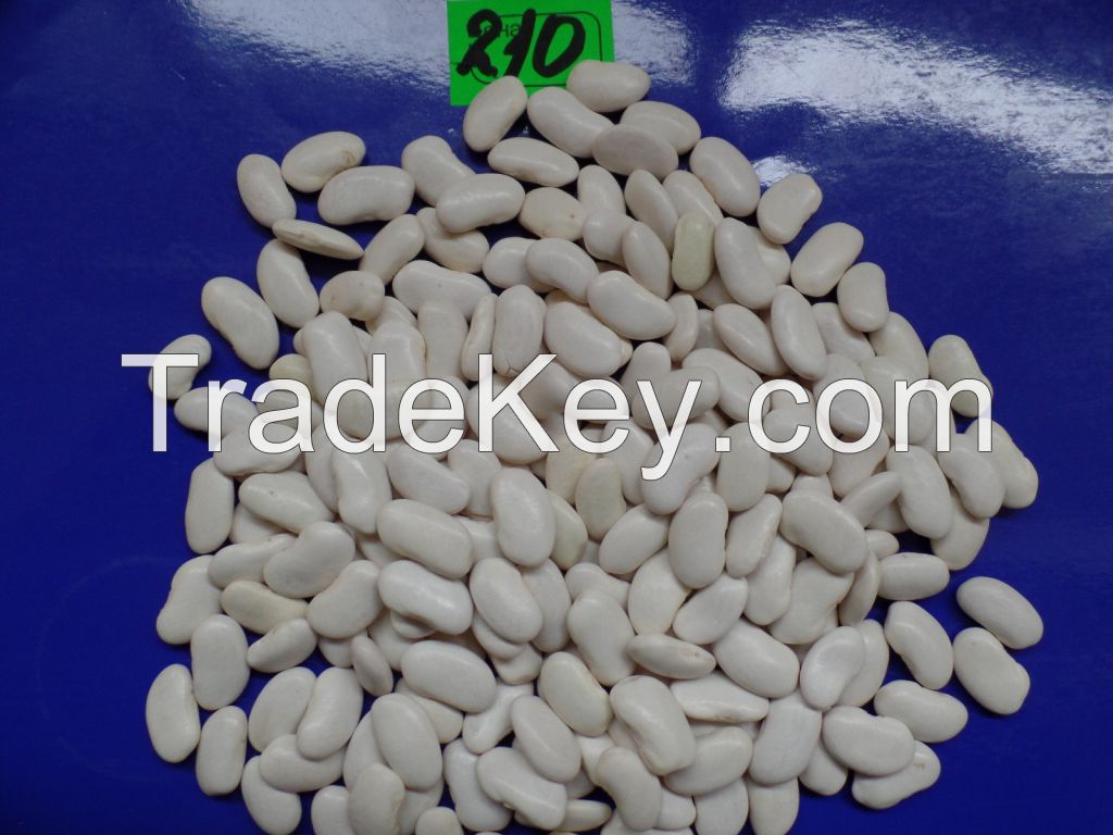 Sell White Kidney Beans