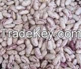 Kidney Beans