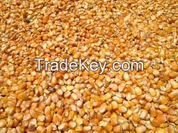 Corn for animal feed, ship parties