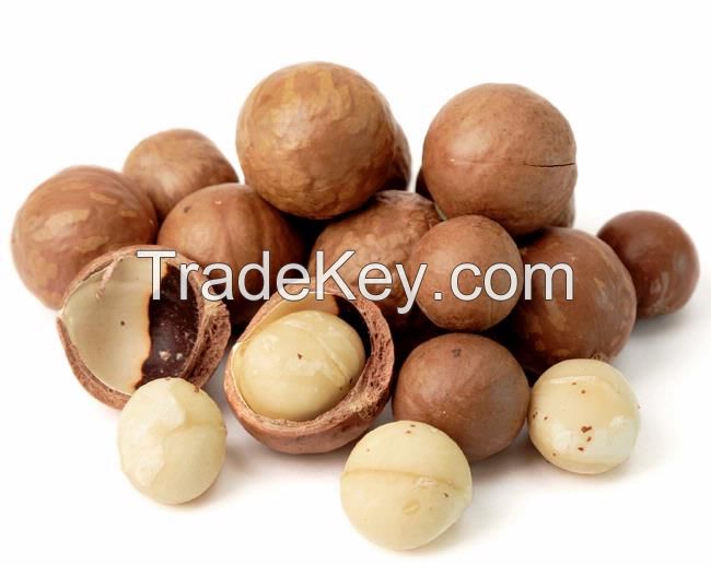 Macadamia Nut without and In Shell