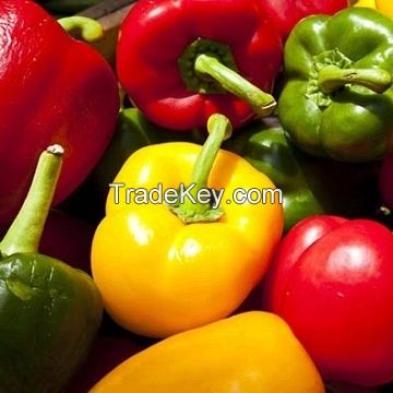 Fresh Capsicum