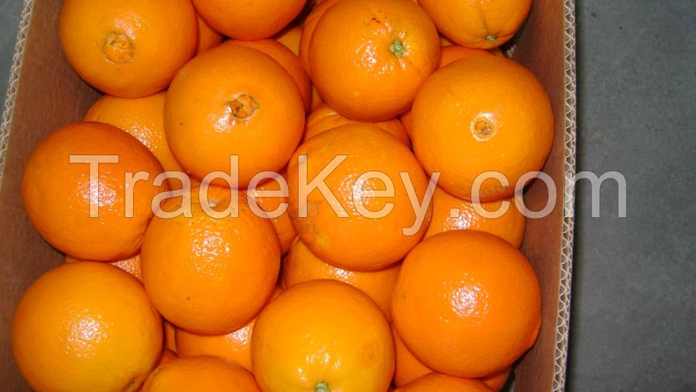 Fresh Oranges