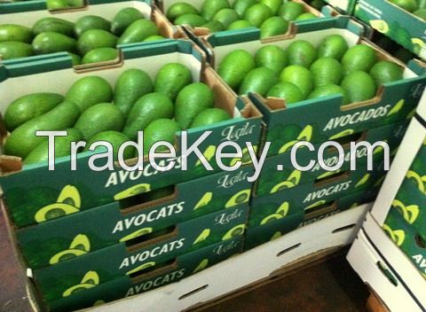 FRESH AVOCADO - COMPETITIVE PRICE FROM SOUTH AFRICA