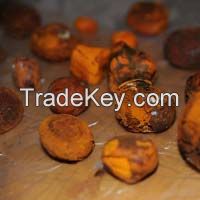 Cow Gallstones For Sale