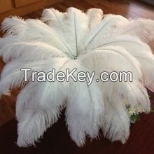 Ostrich Feather