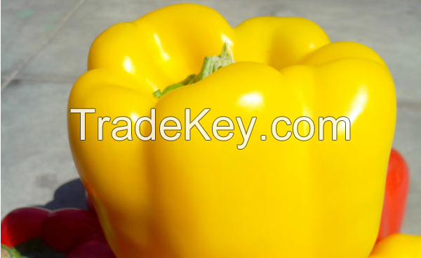 Bell capsicum