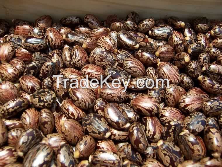 Castor Oil Seeds