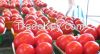 Fresh Tomatoes