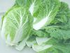 celery cabbage