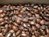 Castor seeds