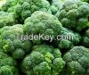 High quality Fresh green Broccoli