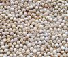 White Sorghum