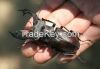 Stag Beetle