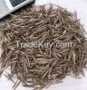 Fresh moso bamboo seeds