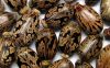 Grade A Castor Seed and Castor Oil For Sale