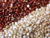 Quinoa Grains