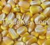 Yellow CORN from Ukraine