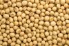 Soybean