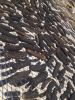 Dried sea cucumber