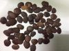 Aqua Parcostic seed