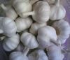 High Quality Fresh Garlic