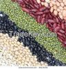 Kidney Beans, Vigna Beans