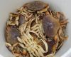 Sell Live Dungeness Crab (Cancer Magister)