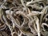 Dry Sea Horse , Sea Cucumber, Frozen Crab , Snails