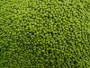 Dried Green mung bean from Kenya Good Packaging