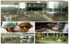 Automatic Crisp Bowl Shape Ice Cream Cup Making Machine