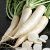 FRESH WHITE RADISH