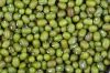 High Quality Green Mung bean