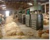 Hot sales 100% Sisal Natural Fiber/ natrual sisal fiber for rope , sisal twine, sisal fibre