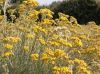 Immortelle (Helichrysum italicum)  oil