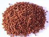 Red sorghum