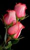 Pink Rose Buds