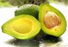 Premium Quality Fresh Fuerte/Hass Avocados