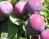 Fresh Plums, Plum