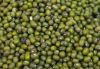 good quality hot sale green mung bean