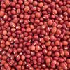 High Quality Red Sorghum Grain Seed at Attractive Price