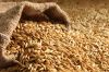 High quality Barley for Animal Feed