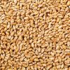 Wheat High Quality Natural Whole Wheat Grain Dried Style Wheat for Soft Bread Making