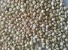 WHITE SORGHUM