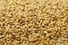 High quality dried yellow millet for bird and human food with low price
