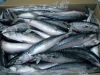 MACKEREL FISH