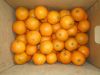 SWEET ORANGES