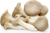 Oyster Mushrooms